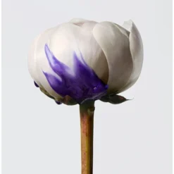 Shu Uemura Yūbi Blonde Shampoo -Promos Beau Lisse Boutique shu uemura yubi blonde shampoo shampoing brillance pour cheveux blonds et gris 5